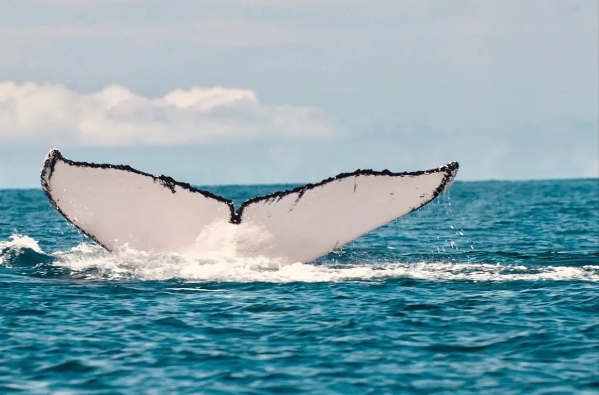 Whale fluke off the coast of Panama